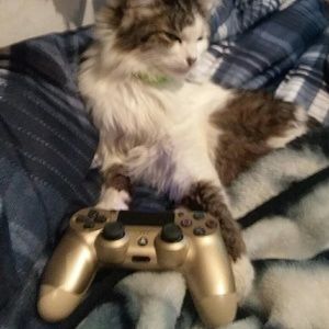 Meet your Posher, Sassie